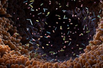 Gut microbiomes