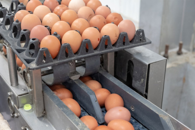 Eggs on a conveyor belt