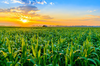 Corn field at sunrise