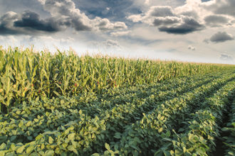 Corn soybean fields