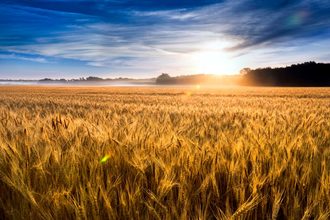 Regenerative agricultural field