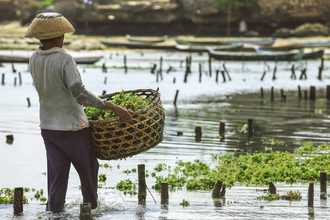 Seaweed farming