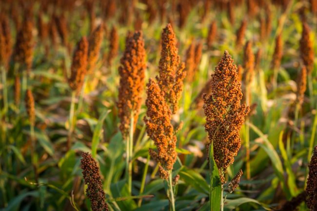 Sorghum