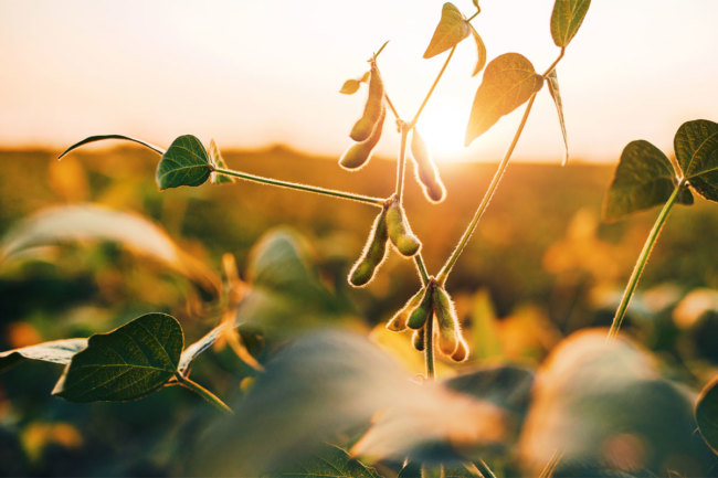 Soybean fields