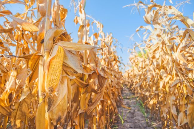 Corn in a field