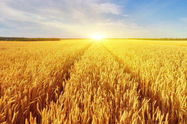 Wheat harvest