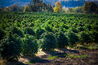 Hemp growing in a field