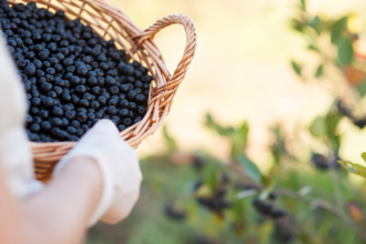 Aronia berries in a basket